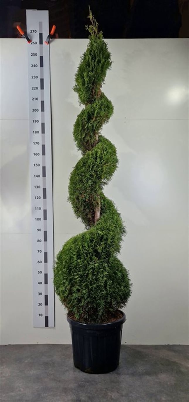 Thuja occ. 'Smaragd' - 230-240 CM Spiral Cont.